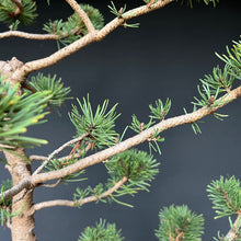 Lade das Bild in den Galerie-Viewer, Bergkiefer / Pinus mugo