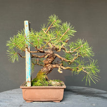 Lade das Bild in den Galerie-Viewer, Bonsai Waldkiefer / Pinus sylvestris