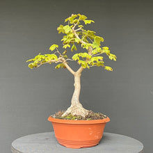 Lade das Bild in den Galerie-Viewer, Feldahorn / Acer campestre