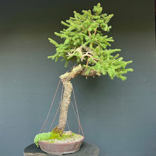 Lade das Bild in den Galerie-Viewer, Bonsai Fichte / Picea abies