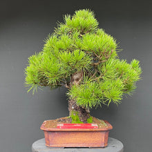 Lade das Bild in den Galerie-Viewer, Bonsai Japanische Schwarzkiefer / Pinus thunbergii