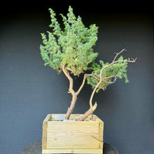 Lade das Bild in den Galerie-Viewer, Igelwacholder / Juniperus rigida