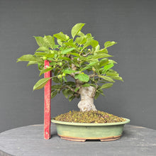 Lade das Bild in den Galerie-Viewer, Bonsai Zierapfel / Malus sieboldii