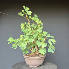 Lade das Bild in den Galerie-Viewer, Ginkgo biloba