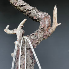 Lade das Bild in den Galerie-Viewer, Bonsai Bergkiefer / Pinus mugo
