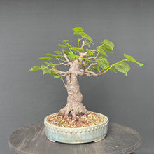Lade das Bild in den Galerie-Viewer, Bonsai Winterlinde / Tilia cordata