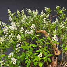 Lade das Bild in den Galerie-Viewer, Bonsai Floßform Gemeiner Liguster / Ligustrum vulgare