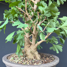 Lade das Bild in den Galerie-Viewer, Ginkgo biloba