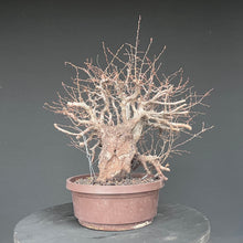 Lade das Bild in den Galerie-Viewer, Orientalische Hainbuche / Carpinus orientalis