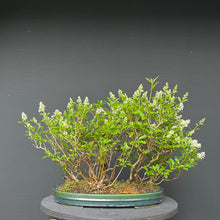 Lade das Bild in den Galerie-Viewer, Bonsai Floßform Gemeiner Liguster / Ligustrum vulgare