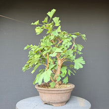 Lade das Bild in den Galerie-Viewer, Ginkgo biloba