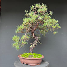 Lade das Bild in den Galerie-Viewer, Bonsai Waldkiefer / Pinus sylvestris