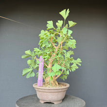 Lade das Bild in den Galerie-Viewer, Ginkgo biloba