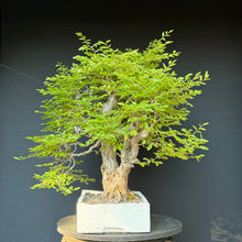 Lade das Bild in den Galerie-Viewer, Orientalische Hainbuche / Carpinus orientalis