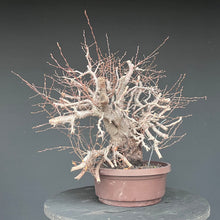 Lade das Bild in den Galerie-Viewer, Orientalische Hainbuche / Carpinus orientalis