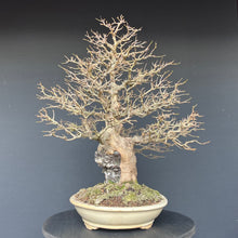 Lade das Bild in den Galerie-Viewer, Bonsai Dreispitzahorn auf Stein / Acer Burgerianum auf Stein