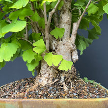 Lade das Bild in den Galerie-Viewer, Bonsai Ginkgo biloba