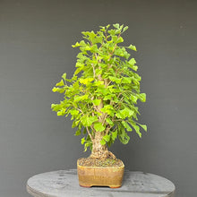 Lade das Bild in den Galerie-Viewer, Bonsai Ginkgo biloba
