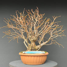 Lade das Bild in den Galerie-Viewer, Bonsai Winterlinde / Tilia cordata