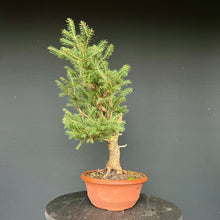 Lade das Bild in den Galerie-Viewer, Fichte / Picea abies