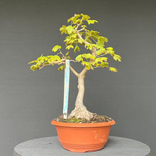 Lade das Bild in den Galerie-Viewer, Feldahorn / Acer campestre