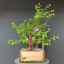 Lade das Bild in den Galerie-Viewer, Bonsai Felsenkirsche / Steinweichsel / Prunus Mahaleb