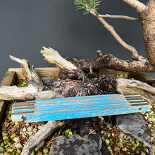 Lade das Bild in den Galerie-Viewer, Bergkiefer / Pinus mugo