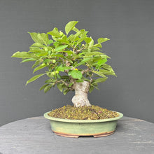 Lade das Bild in den Galerie-Viewer, Bonsai Zierapfel / Malus sieboldii