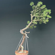 Lade das Bild in den Galerie-Viewer, Bonsai Bergkiefer / Pinus mugo