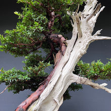 Lade das Bild in den Galerie-Viewer, Bonsai Europäische Eibe / Taxus baccata