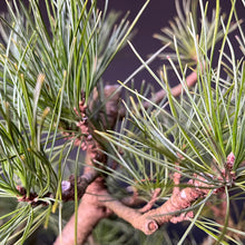 Lade das Bild in den Galerie-Viewer, Bonsai Zirbelkiefer / Pinus cembra