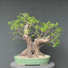 Lade das Bild in den Galerie-Viewer, Bonsai Felsenkirsche / Steinweichsel / Prunus Mahaleb