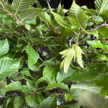 Lade das Bild in den Galerie-Viewer, Bonsai Hainbuche / Carpinus betulus