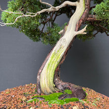 Lade das Bild in den Galerie-Viewer, Chinesischer Wacholder / Juniperus Chinensis Itoigawa