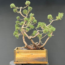 Lade das Bild in den Galerie-Viewer, Bergkiefer / Pinus mugo