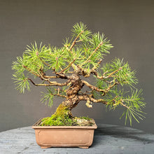 Lade das Bild in den Galerie-Viewer, Bonsai Waldkiefer / Pinus sylvestris