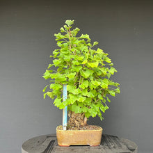Lade das Bild in den Galerie-Viewer, Bonsai Ginkgo biloba