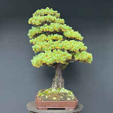 Lade das Bild in den Galerie-Viewer, Bonsai Japanische Mädchenkiefer / Pinus parviflora