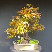 Lade das Bild in den Galerie-Viewer, Bonsai Weissdorn / Crataegus