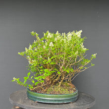 Lade das Bild in den Galerie-Viewer, Bonsai Floßform Gemeiner Liguster / Ligustrum vulgare