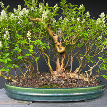 Lade das Bild in den Galerie-Viewer, Bonsai Floßform Gemeiner Liguster / Ligustrum vulgare