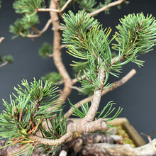 Lade das Bild in den Galerie-Viewer, Bergkiefer / Pinus mugo