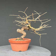 Lade das Bild in den Galerie-Viewer, Europäische Lärche / Larix Decidua