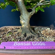 Lade das Bild in den Galerie-Viewer, Gemeine Hainbuche / Carpinus betulus