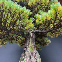 Lade das Bild in den Galerie-Viewer, Bonsai Japanische Mädchenkiefer / Pinus parviflora