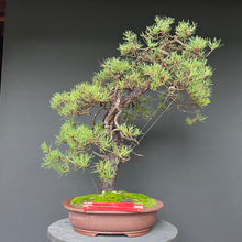 Lade das Bild in den Galerie-Viewer, Bonsai Waldkiefer / Pinus sylvestris
