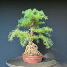 Lade das Bild in den Galerie-Viewer, Europäische Lärche / Larix decidua