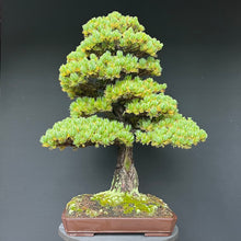 Lade das Bild in den Galerie-Viewer, Bonsai Japanische Mädchenkiefer / Pinus parviflora
