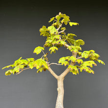 Lade das Bild in den Galerie-Viewer, Feldahorn / Acer campestre
