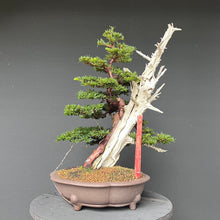 Lade das Bild in den Galerie-Viewer, Bonsai Europäische Eibe / Taxus baccata